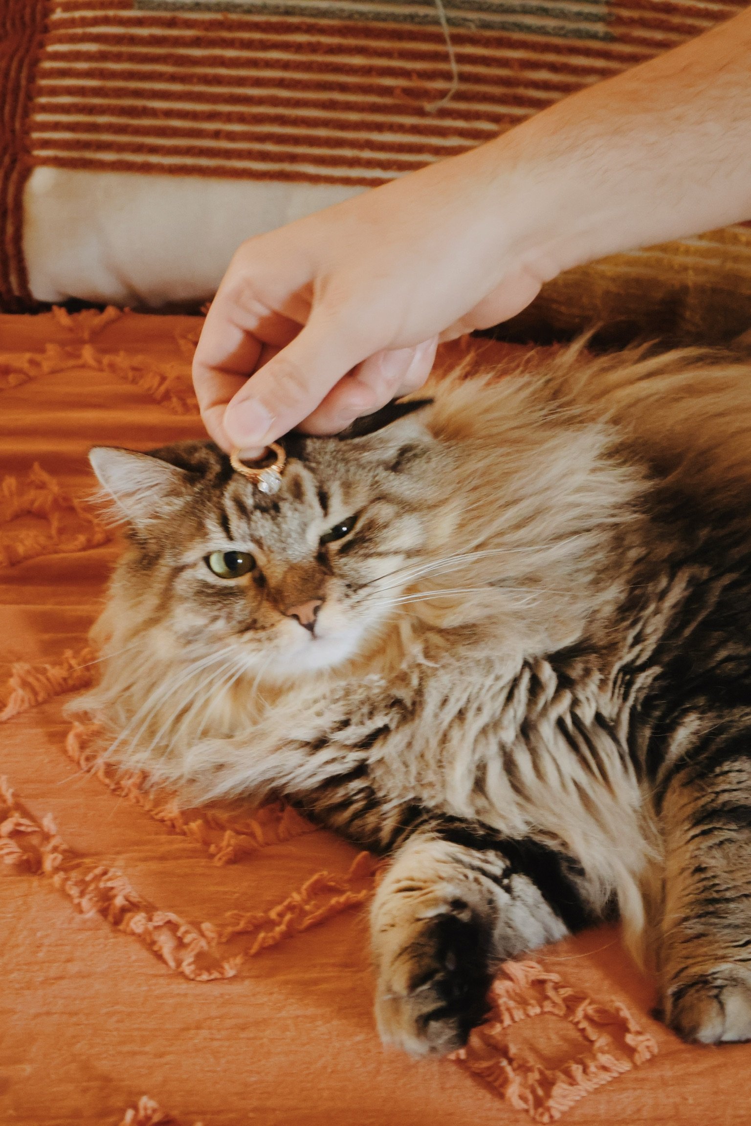A ring balanced on the tabby cat’s head as it squints at the camera.