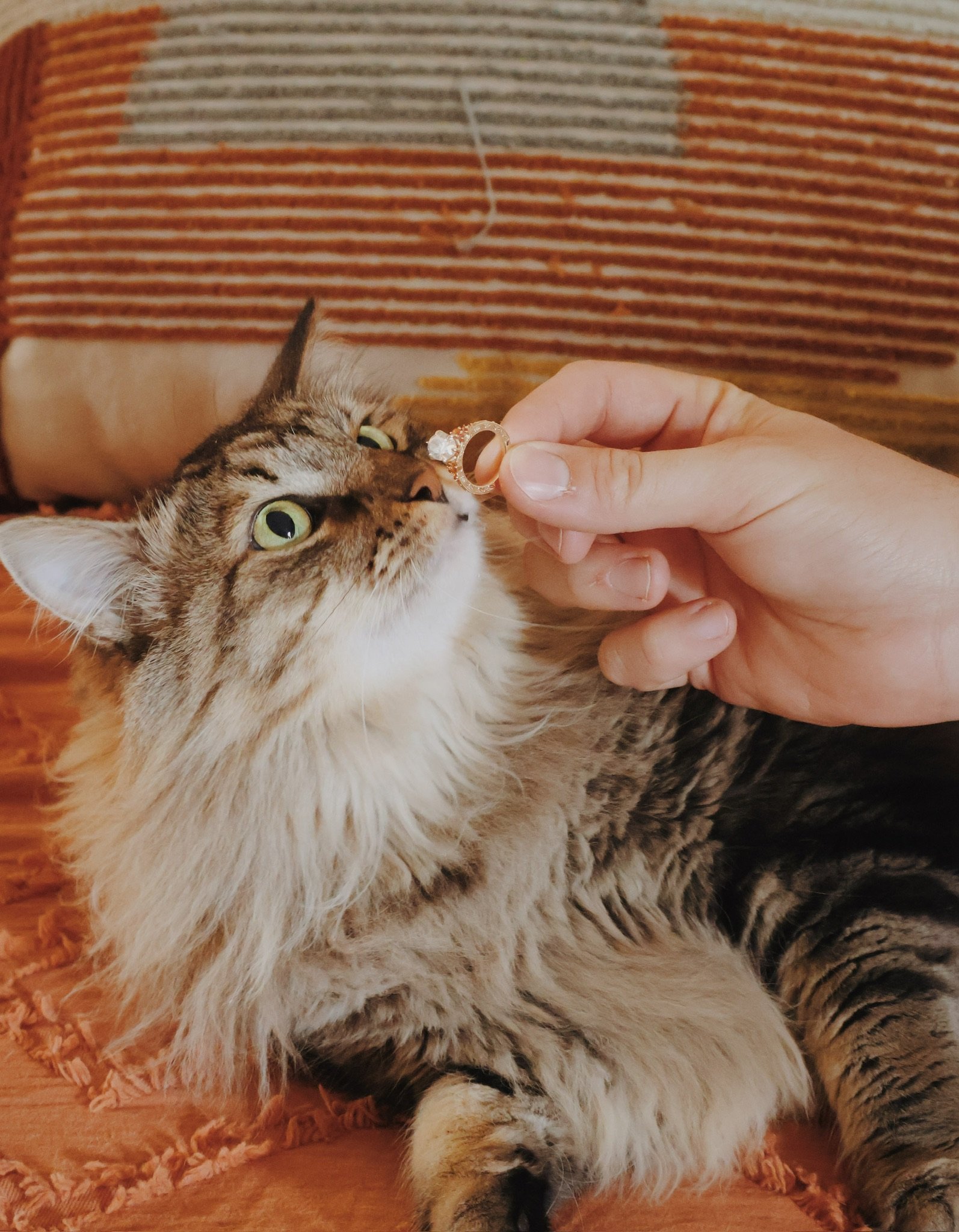 A hand offering a ring to a long-haired tabby cat lying on an orange bedspread.