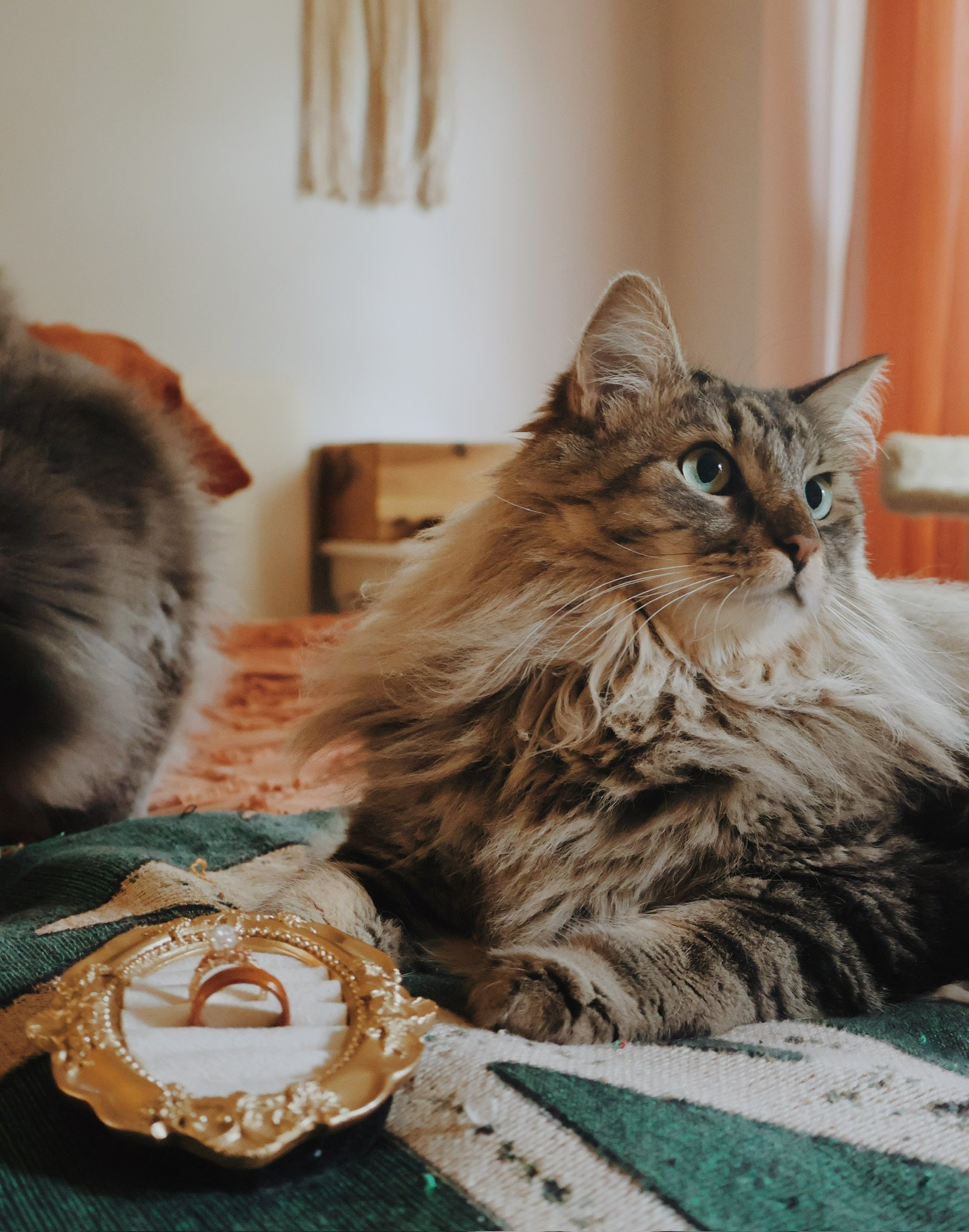 A long-haired tabby cat lounging on the bed beside a gilded ring box.