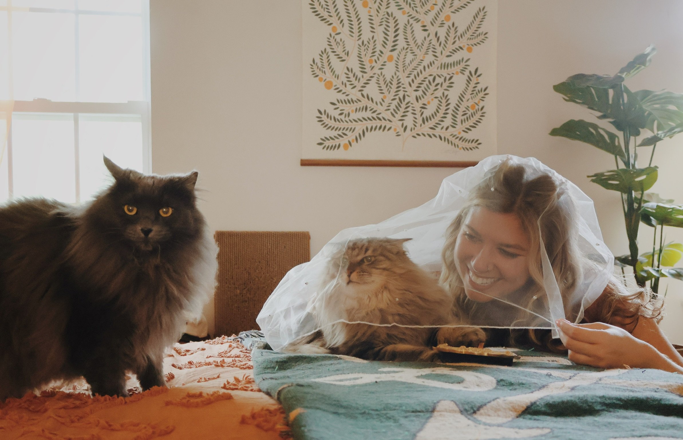 Nicole lying on the bed under a veil with a tabby cat, a gray cat watching beside them.