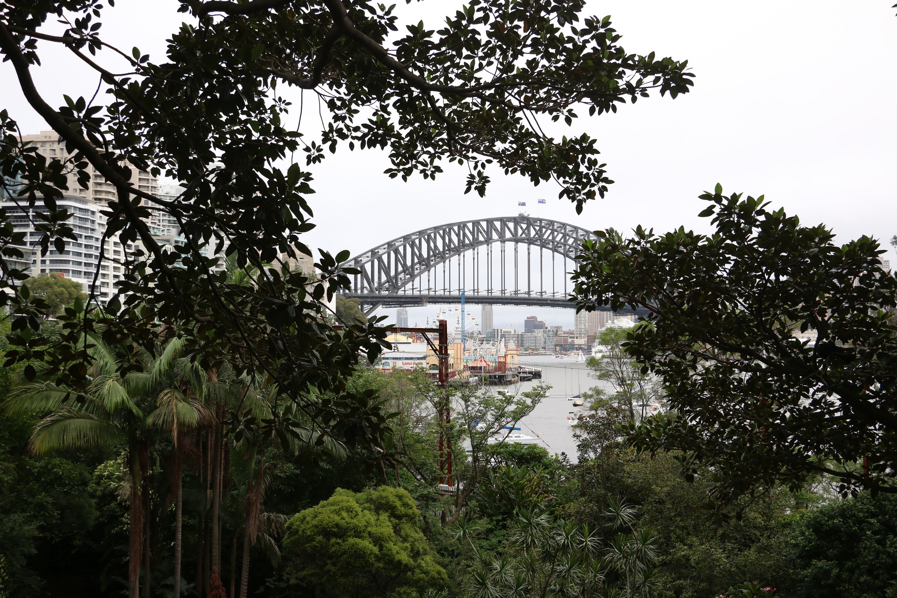 The Sydney Harbour Bridge glimpsed between trees.